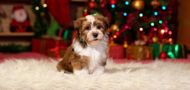 istock Cute Bichon Havanese puppy in front of a Christmas tree 1055643240