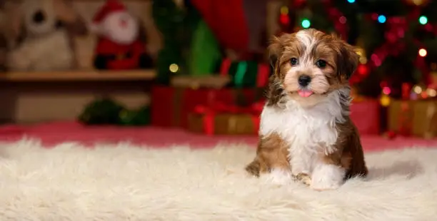 Happy Bichon Havanese puppy dog is sitting in front of a Christmas background - banner