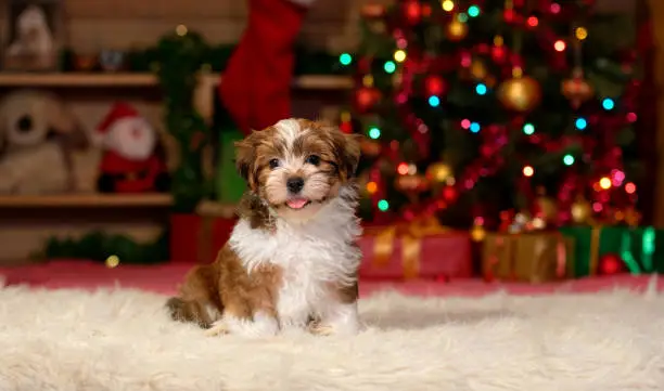 Happy Bichon Havanese puppy dog is sitting in front of a Christmas tree background