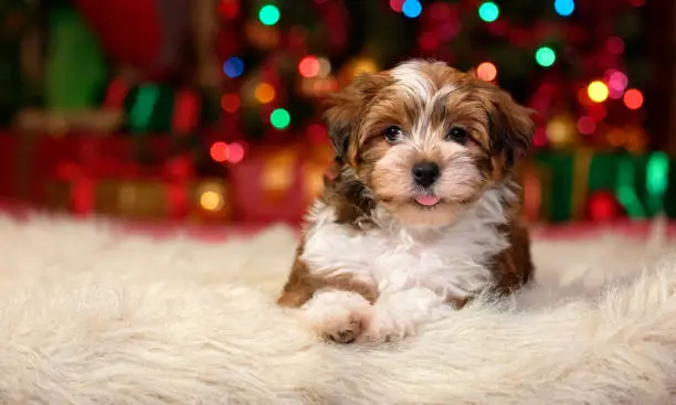 Close up of a happy Bichon Havanese puppy dog is lying in front of a Christmas tree lights
