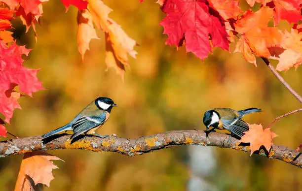 Photo of natural background with a pair of cute bird Tits sitting in an autumn garden on a maple branch with bright red leaves on a clear day