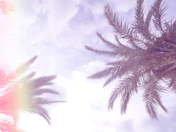 istock Retro palm tree against sky at sunset light 1055645518