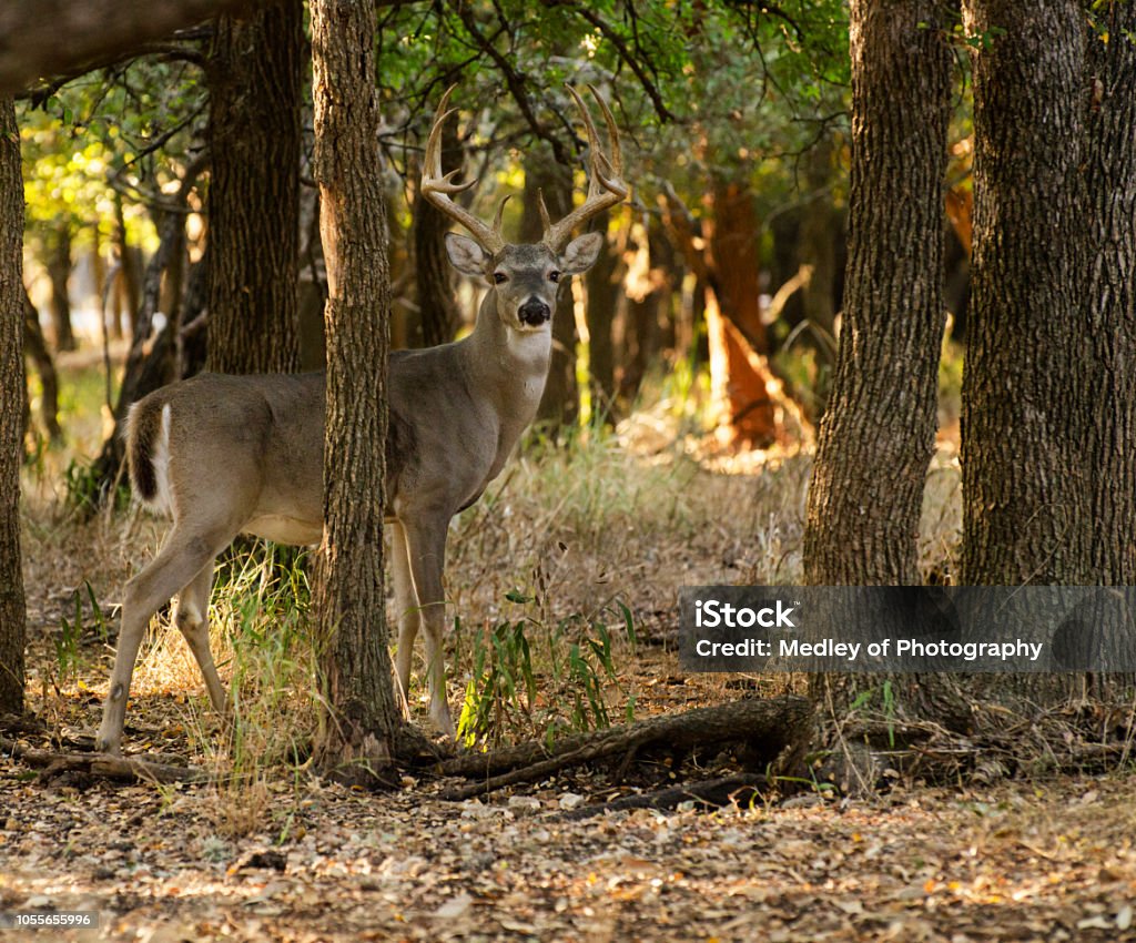 queue blanche buck dans domaine - Photo de Famille du cerf libre de droits