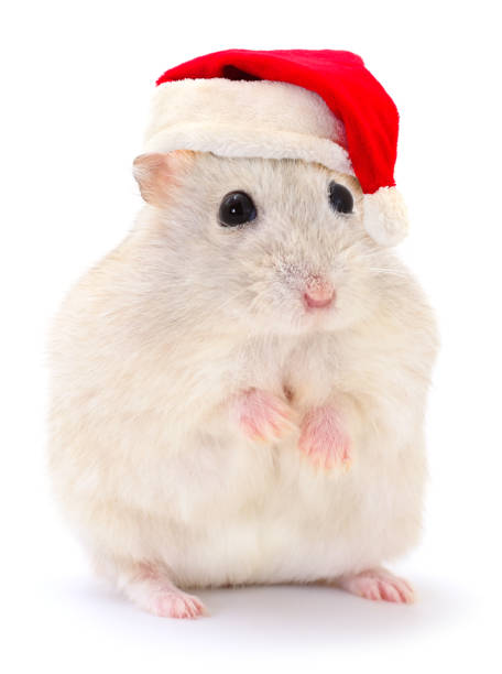 istock Hamster in a red Santa Claus hat. 1055656374