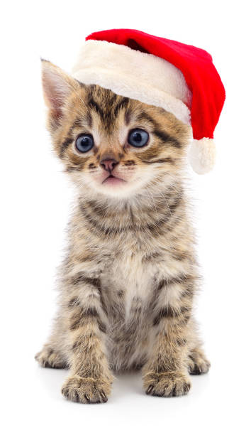 istock Kitten in a red Santa Claus hat. 1055656382