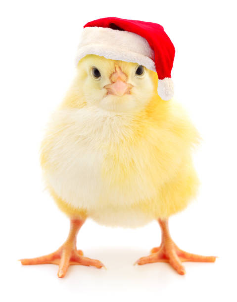 Chicken in a red Santa Claus hat. stock photo