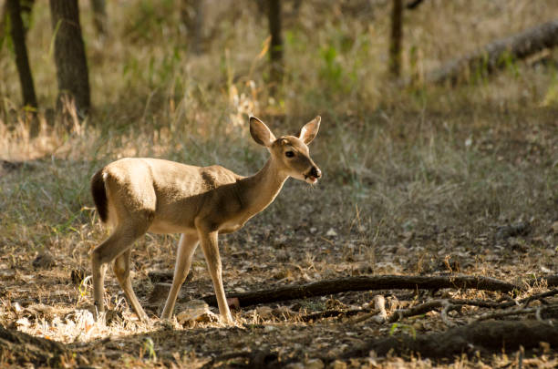 istock grazing fawn in the autumn sun light 1055656792