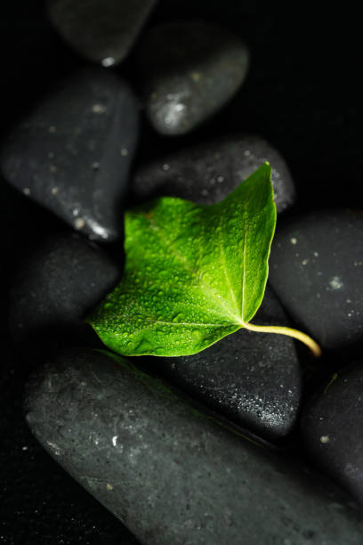 istock black massage stones and plants 1055658806