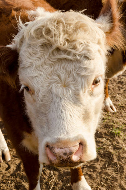 istock miniature Hereford bull close up 1055659572