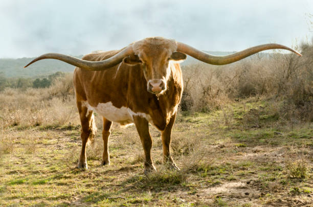 istock Long horn bull with iconic horns 1055659596