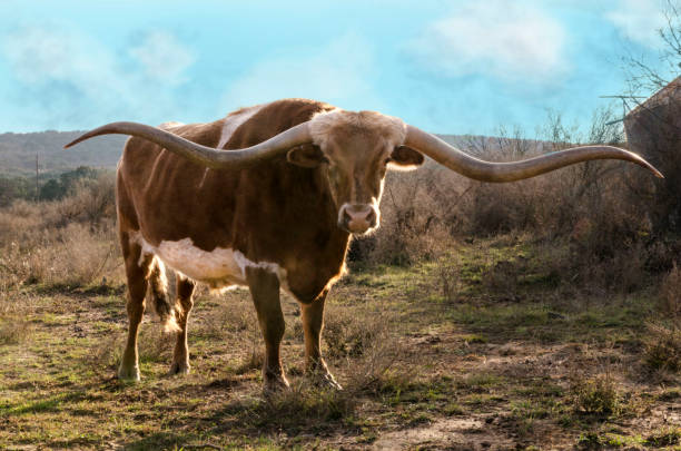 istock Long horn bull with iconic horns 1055659630