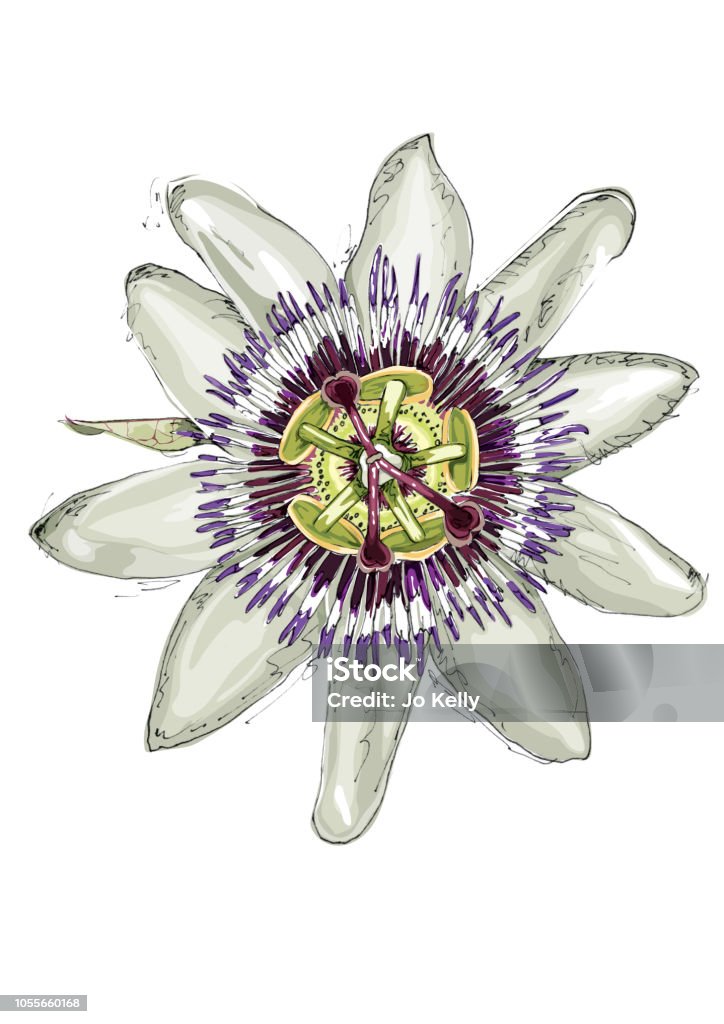 Hoa Passiflora Hình minh họa Sẵn có - Tải xuống Hình ảnh Ngay bây giờ - Họ  lạc tiên, Cánh hoa, Cảnh cận - iStock
