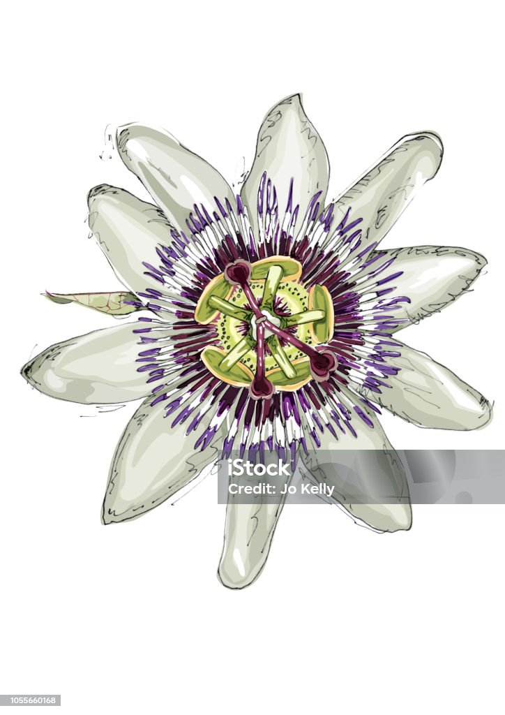 Hoa Passiflora Hình minh họa Sẵn có - Tải xuống Hình ảnh Ngay bây giờ - Họ lạc tiên, Cánh hoa, Cảnh cận - iStock Hoa Passiflora Hình minh họa Sẵn có - Tải xuống Hình ảnh Ngay bây giờ - Họ lạc tiên, Cánh hoa, Cảnh cận - iStock