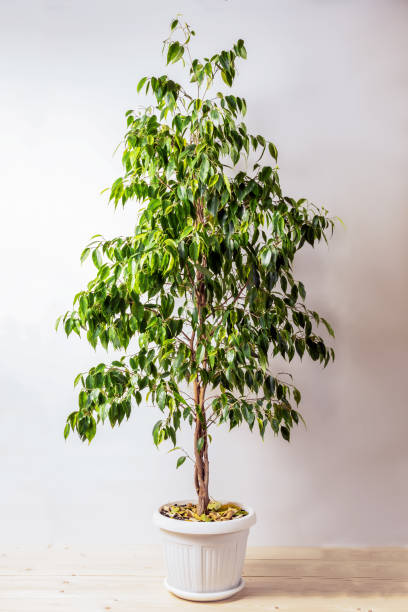 istock Ficus Benjamina in a pot on a white background 1055660216