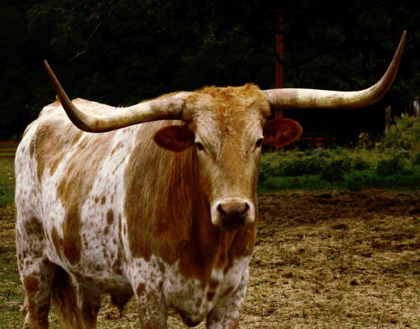 istock Long horn bull with iconic horns 1055660322