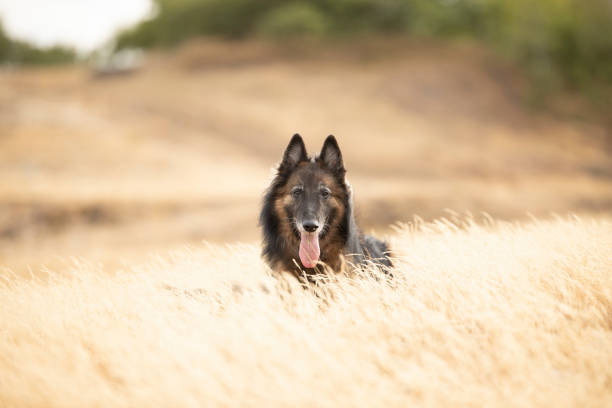 istock Dog, Belgian Shepherd Tervuren, lying down in heather grass 1055662210