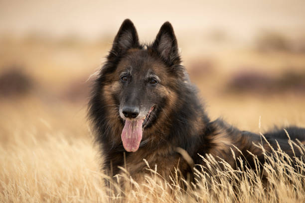 foto de cabeza de perro, pastor belga tervuerense, - tervueren fotografías e imágenes de stock
