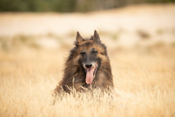 istock Dog, Belgian Shepherd Tervuren, lying in heather grass, eyes closed 1055662228