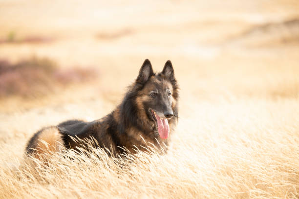 Dog, Belgian Shepherd Tervuren, lying in heather grass