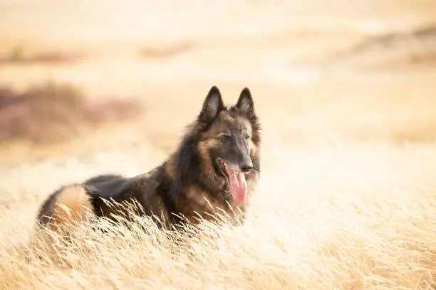 Dog, Belgian Shepherd Tervuren, lying down in heather grass