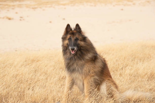 istock Dog, Belgian Shepherd Tervuren, sitting in heather grass, looking at camera 1055662254