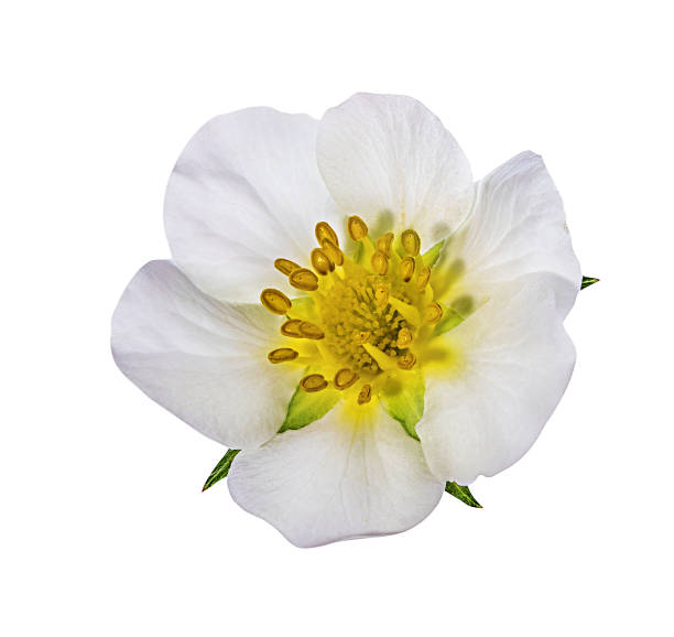 istock Strawberry flower isolated on white 1055664500