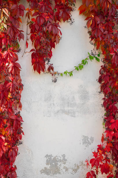 istock Autumn background with red leaves. Wild grape on white wall. Copy space 1055665384