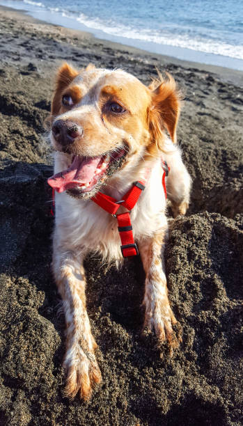 istock Breton brittany spaniel dog on sand beach 1055666864