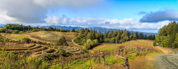 un panoramique d’un vignoble en terrasses - napa valley california valley vineyard photos et images de collection