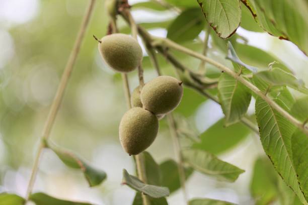 istock Fruits of a Japanese walnut (Juglans ailantifolia) 1055669436