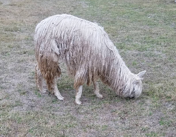 istock Suri Alpaca close-up in a farm in Peru 1055670020
