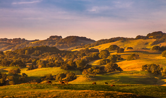 Pasture lands and California oak trees stand out on hills sides with golden light and shadows from a sunset. Horses graze in the foreground. A blue sky with wispy pinkish clouds are in the background.