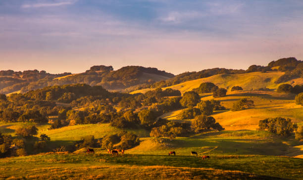 Pasture, Live Stock and Hills Pasture lands and California oak trees stand out on hills sides with golden light and shadows from a sunset. Horses graze in the foreground. A blue sky with wispy pinkish clouds are in the background. petaluma stock pictures, royalty-free photos & images