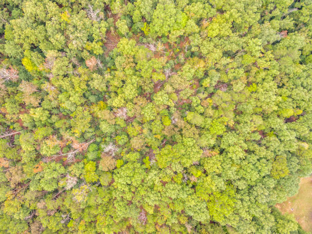 istock Aerial View of a Forest 1055670688