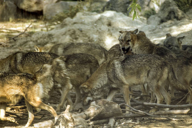 Izmir Sasali Recreation Area: The Wolf Pack
