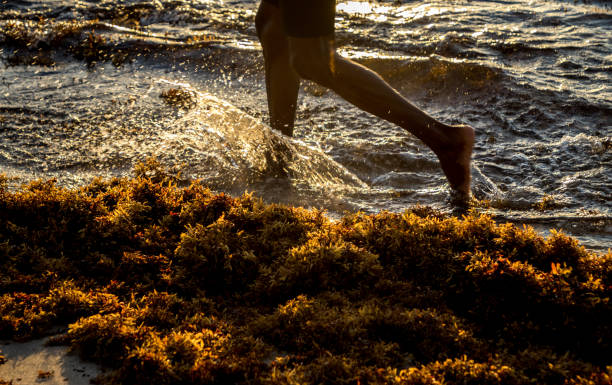 legs of man walking on the beach with sargasso on the coast