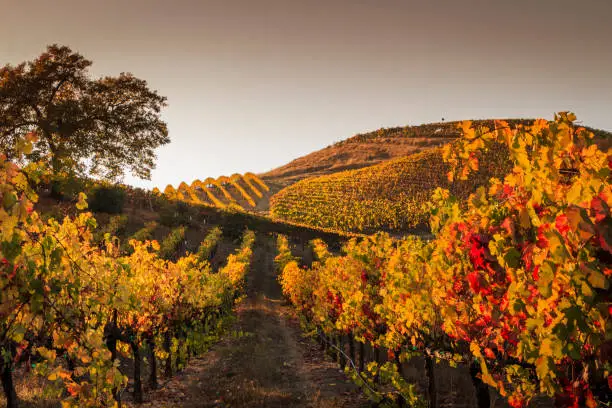 Autumn sunset in the vineyards. A view up a row of vines that are turning yellow and red. More rows of vines are in the background. A tree is off to the left. A darkening sky is in the background.