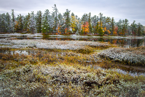 First snow of the year lightly covers a beautiful autumn forest in the wilderness wetlands of Tahquamenon Falls State Park in the Upper Peninsula of Michigan.