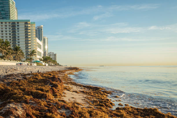 miami beach with seaweed on the coast - southern usa sand textured photography imagens e fotografias de stock