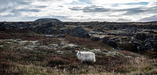 moutons paissant dans snaefellsnes islande - icelandic sheep photos et images de collection