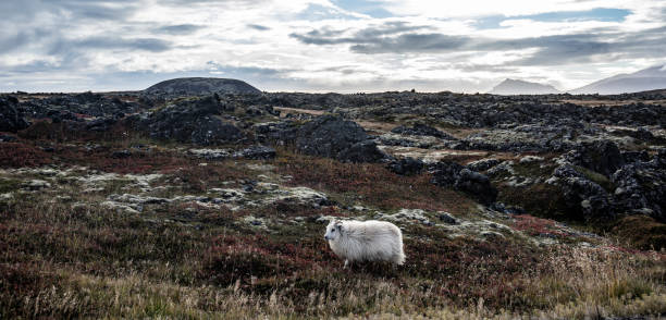 snaefellsnes 아이슬란드에서 방목 하는 양 - icelandic sheep 뉴스 사진 이미지