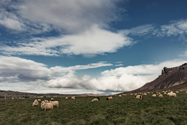 Sheep grazing in Snaefellsnes farm Iceland