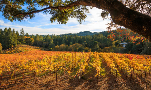午後遅くにブドウ畑のパノラマ - napa valley vineyard autumn california ストックフォトと画像