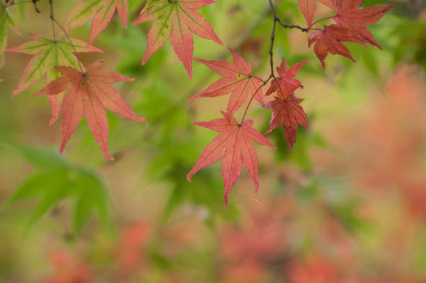 jesienne liście klonu japońskiego w japońskim ogrodzie - japanese maple leaf water japan zdjęcia i obrazy z banku zdjęć