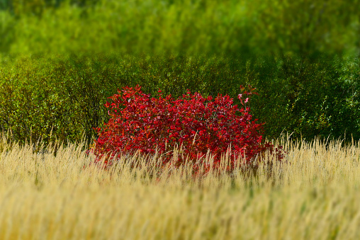 Viburnum bush with berries in the autumn meadow. Selective focus