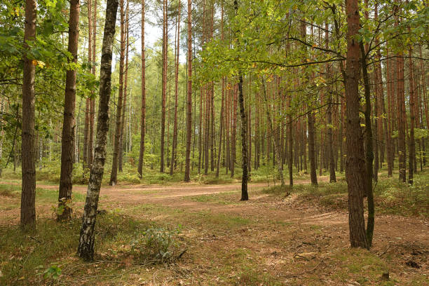 istock Forest junction between trees in czech Machuv kraj region on 28th September 2018 1055684180
