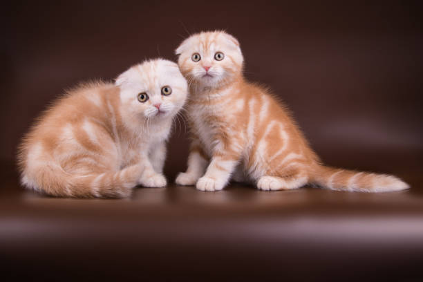 istock Scottish fold shorthair cat on colored backgrounds 1055688904