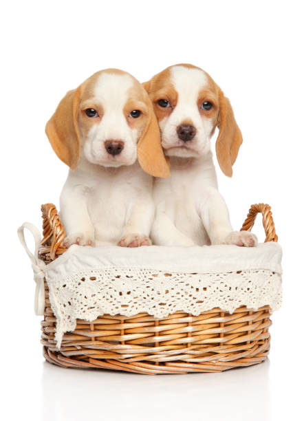 istock Beagle puppies in wicker basket 1055689118