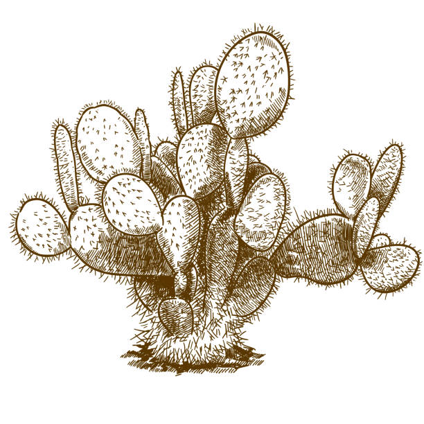 illustrations, cliparts, dessins animés et icônes de illustration de la gravure de cactus opuntia - cactus flower prickly pear cactus prickly pear fruit