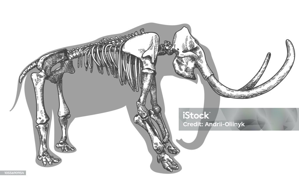 engraving illustration of mammoth skeleton Vector antique engraving drawing illustration of mammoth skeleton isolated on white background Mastodon - Animal stock vector